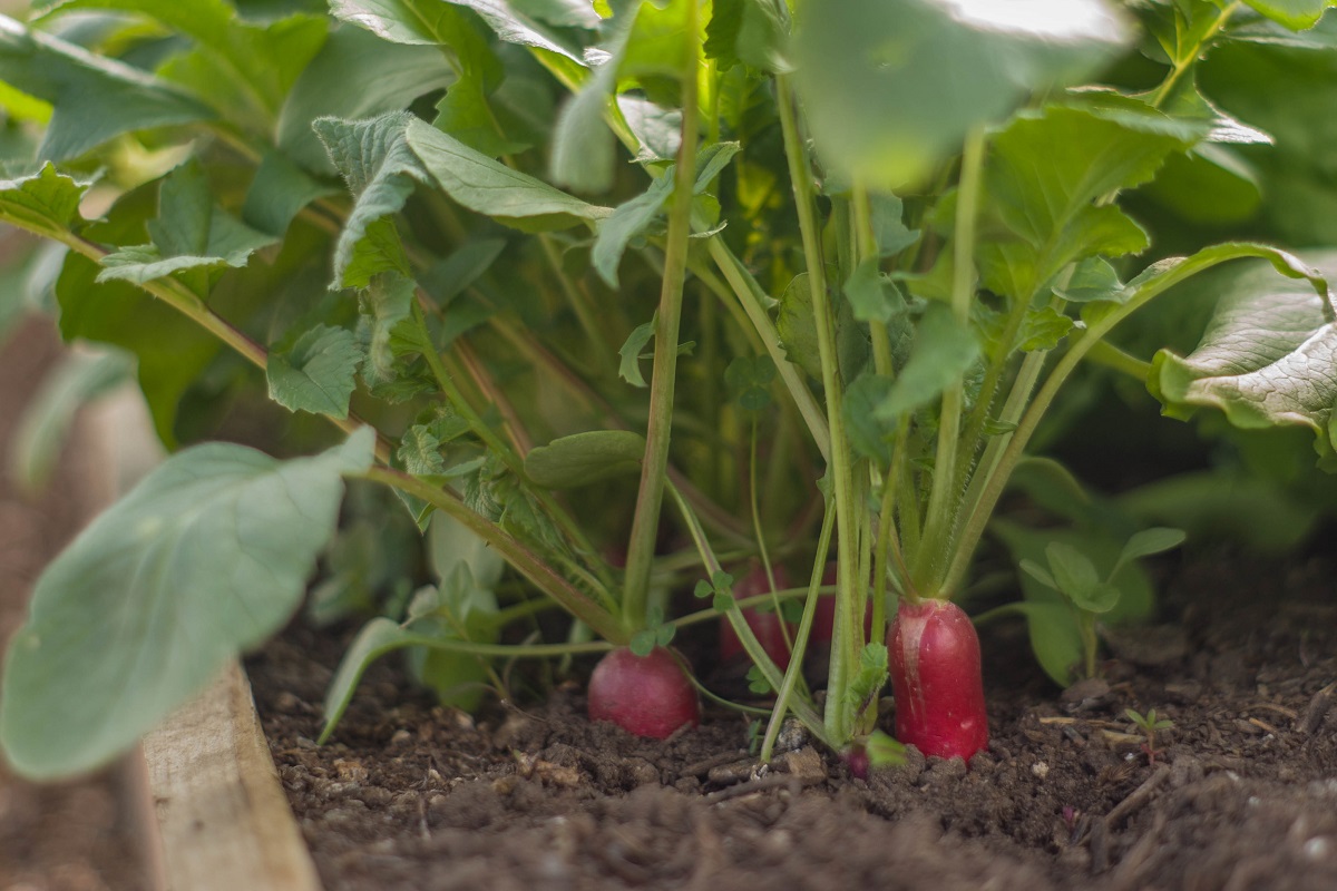 Őri Barnabás biokertészete