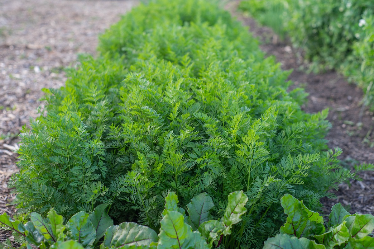 Őri Barnabás biokertészete